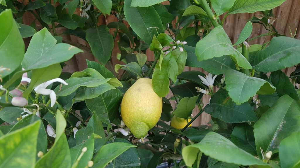 Citrus limon 150-175 cm
